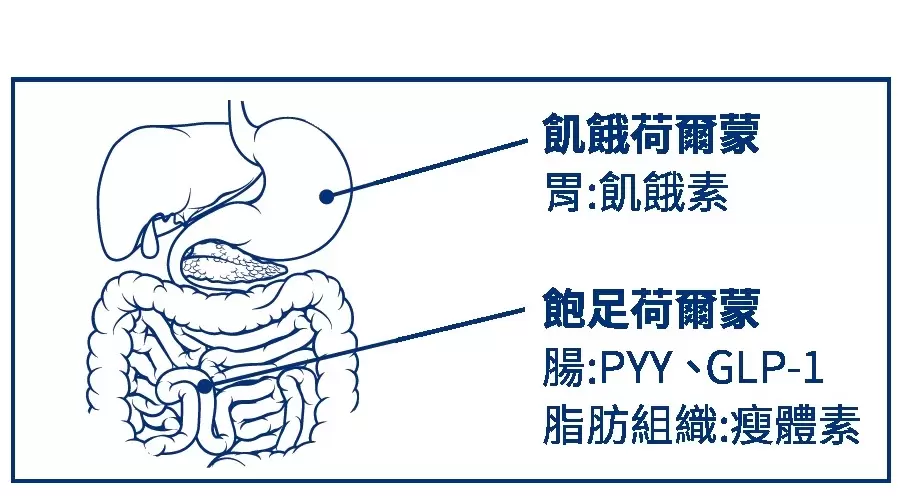 【體重的真相】